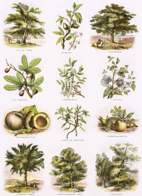 Historia natural bíblica de English School