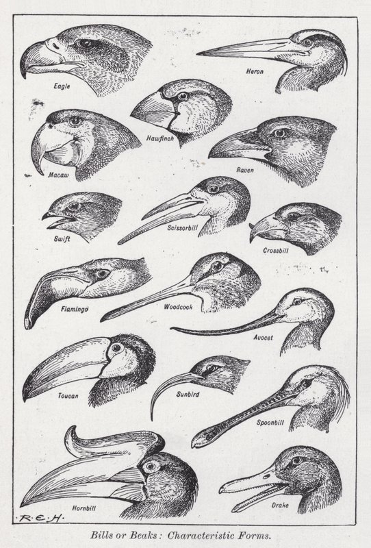 Picos o picos, formas características de English School