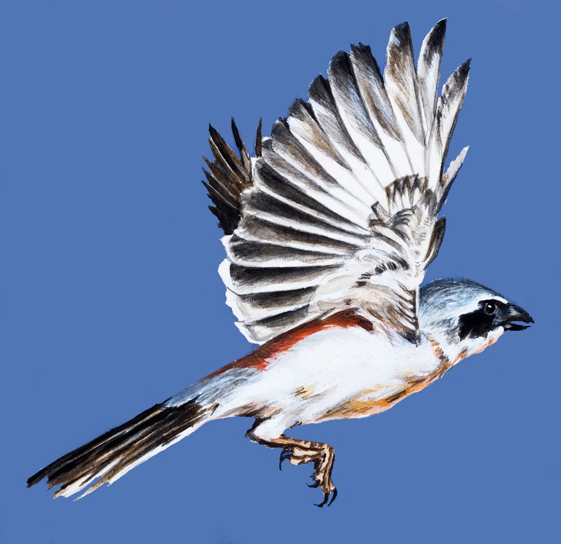 Pájaro en vuelo de English School