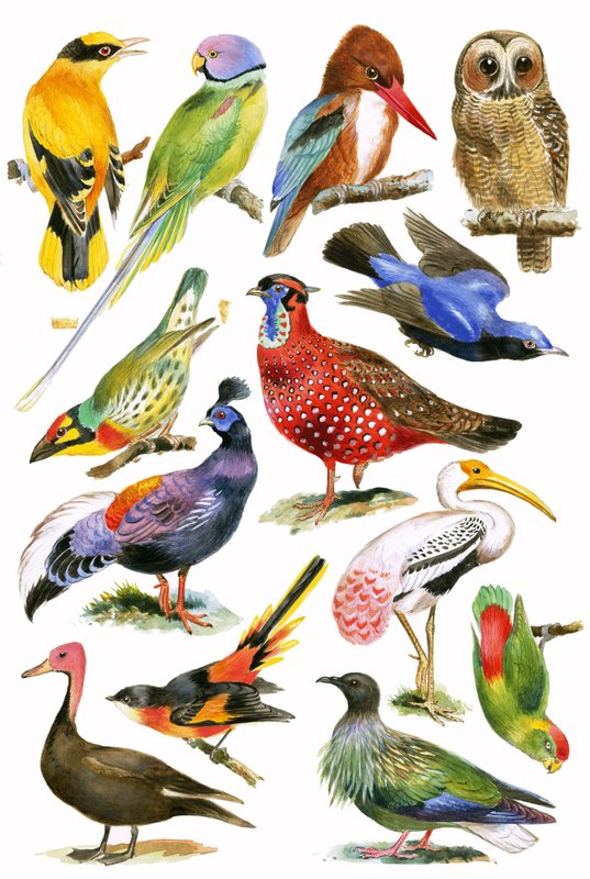 Aves de English School