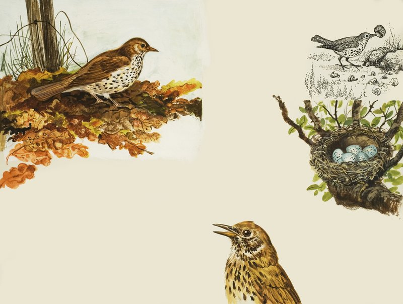 Aves y nido de aves de English School