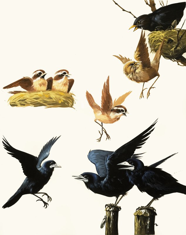 Montaje de Pájaros de English School
