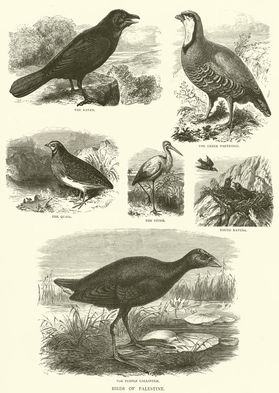 Aves de Palestina (grabado) de English School