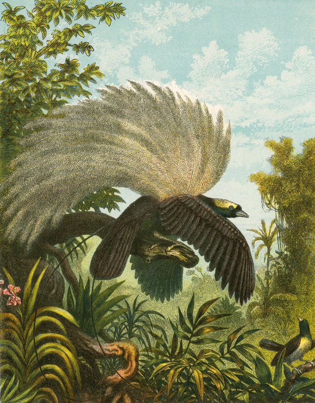 Aves del Paraíso de English School