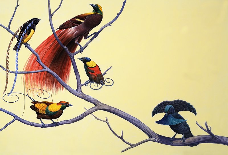 Aves del Paraíso de English School