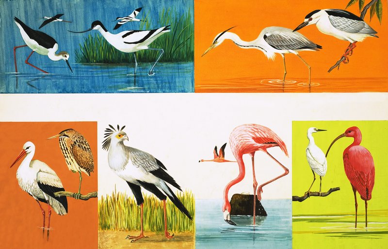 Aves con patas largas de English School