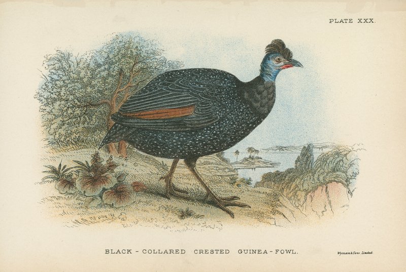 Gallina de Guinea Crestada de Collar Negro de English School