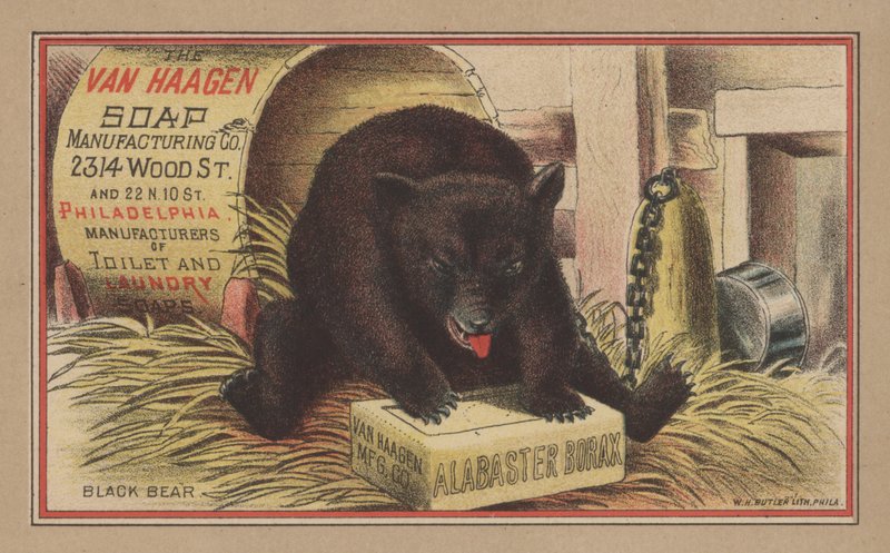 Oso negro de English School