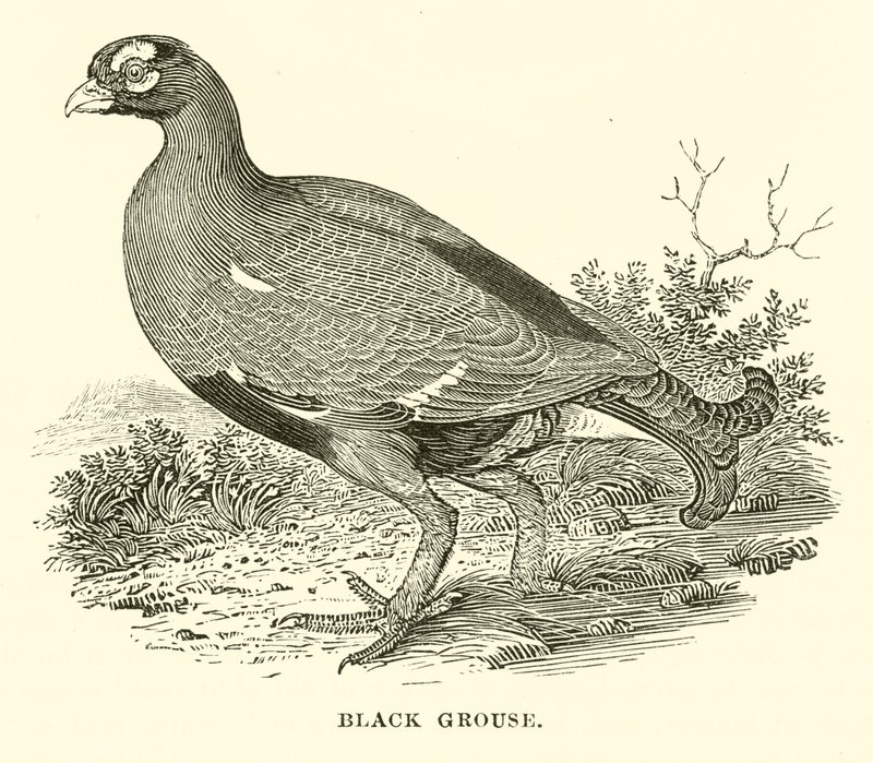 Gallo lira (grabado) de English School