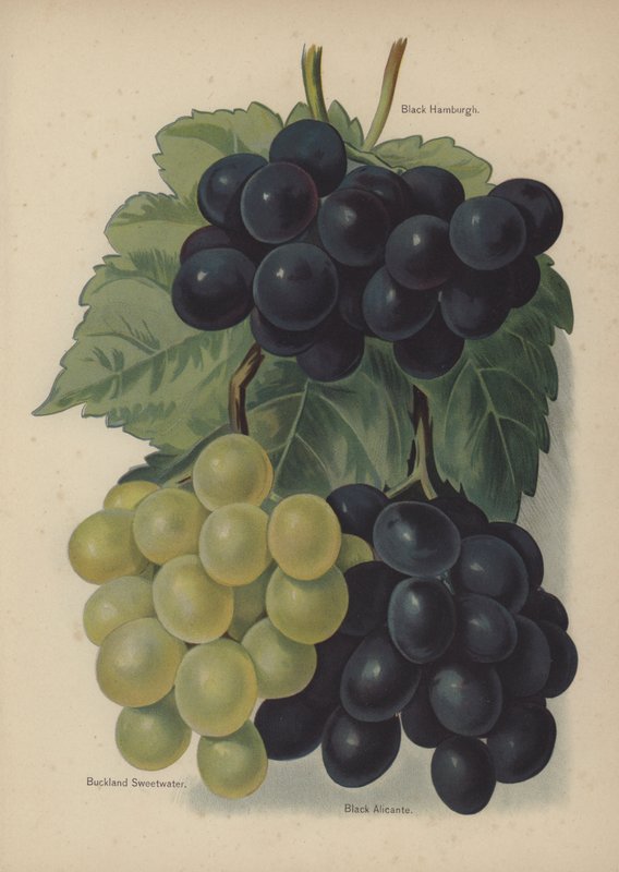 Black Hamburgh, Buckland Sweetwater, Black Alicante de English School
