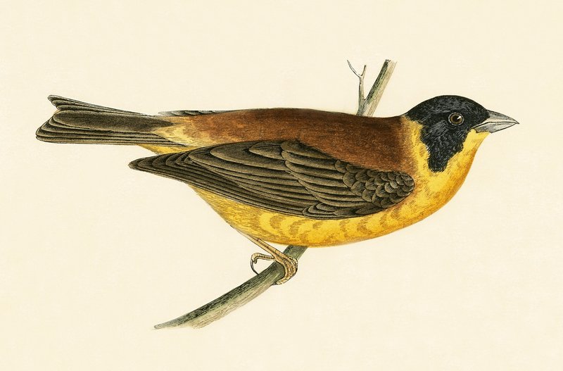 Escribano de cabeza negra, ilustración de 