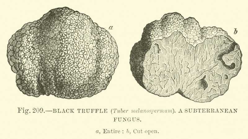 Trufa Negra (Tuber melanospermum); Un hongo subterráneo de English School
