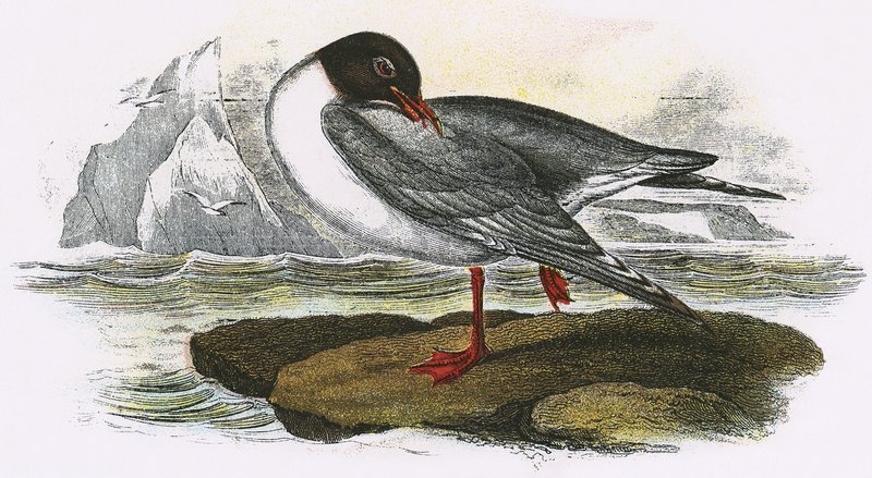 Gaviota de cabeza negra de English School