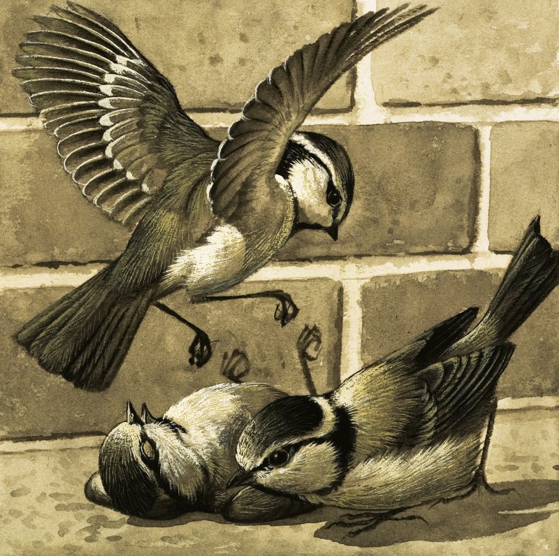 Bluebirds de English School