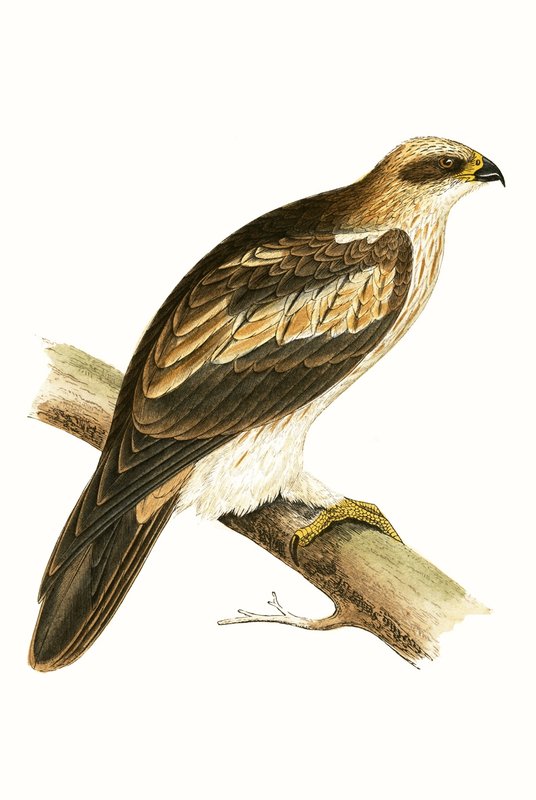 Águila calzada, ilustración de 