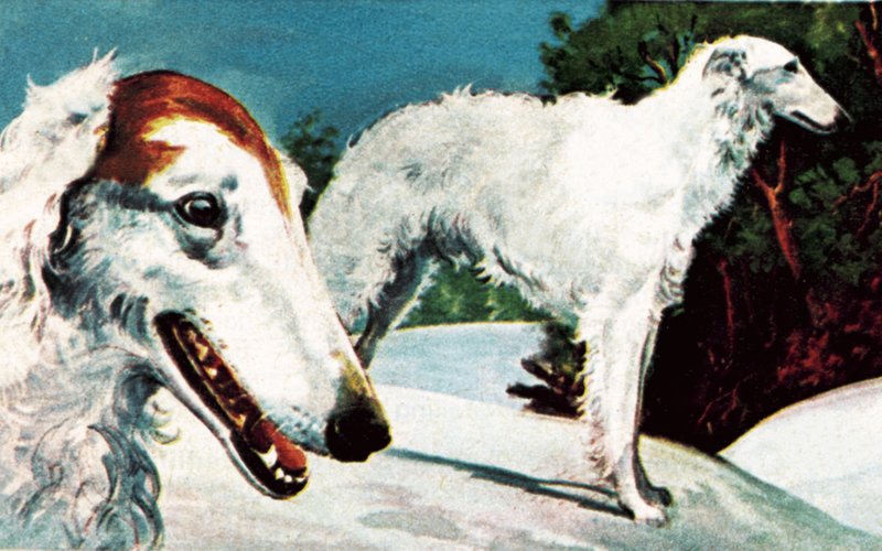 Borzoi de English School