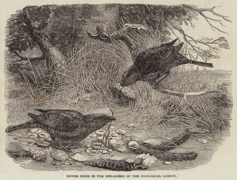 Aves de emparrado en la menagerie de la Sociedad Zoológica de English School