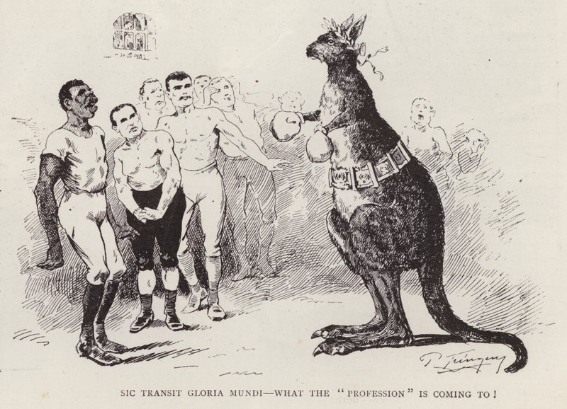 Canguro boxeador de English School