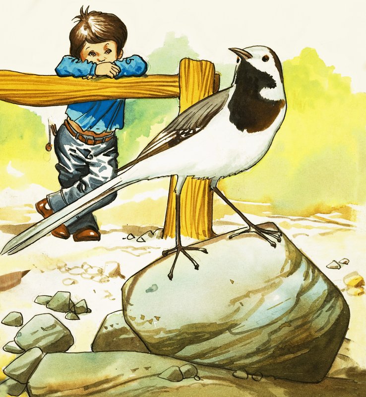 Niño observando un pájaro no identificado de English School