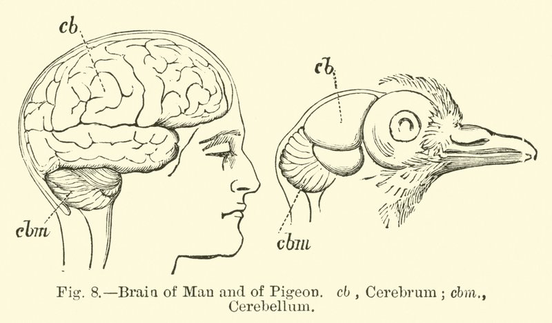 Cerebro del hombre y de la paloma de English School