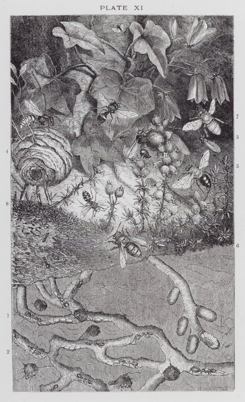 Insectos británicos: Hormigas, avispas y abejas solitarias (grabado) de English School