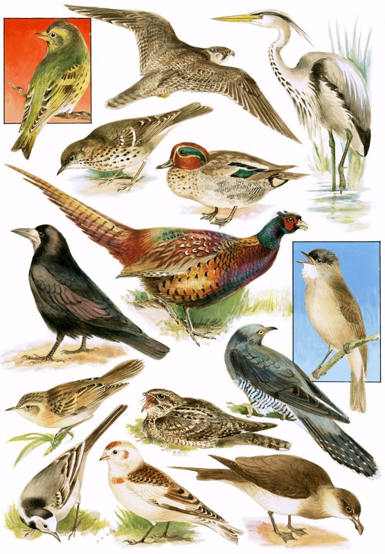 Aves británicas de English School