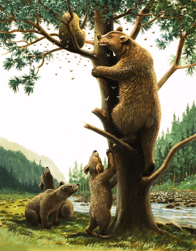 Oso pardo trepando a un árbol, atraído por la miel (gouache sobre papel) de English School