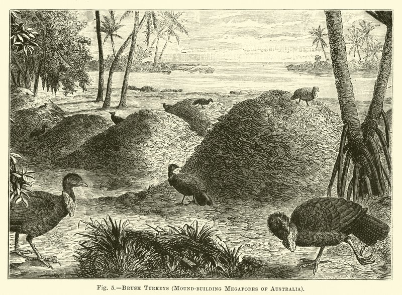 Pavos de matorral, megapodos constructores de montículos de Australia de English School
