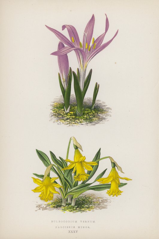 Bulbocodium Vernum; Narcissus Minor (litografía en color) de English School