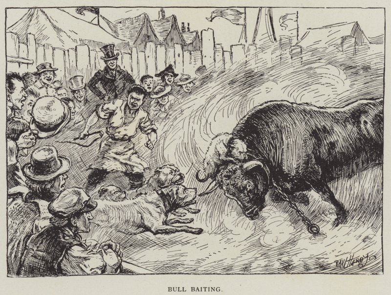 Acoso de toros de English School