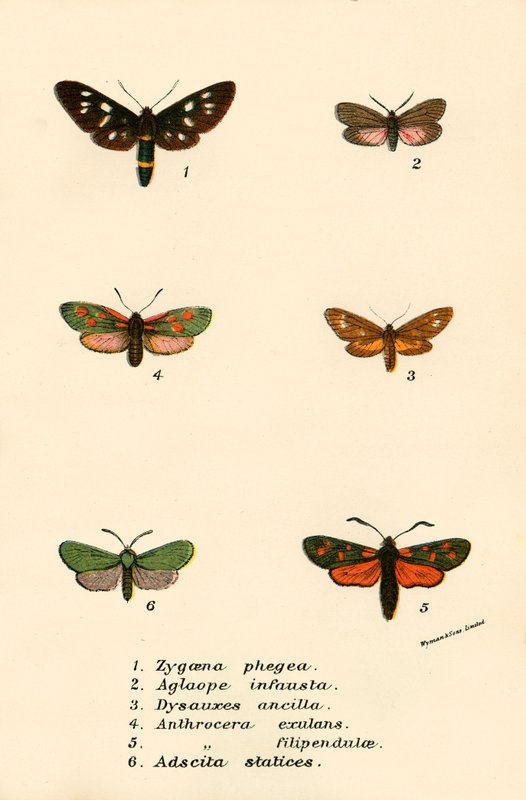 Mariposas de English School