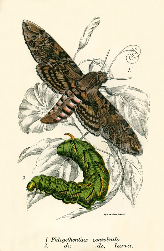 Mariposas de English School