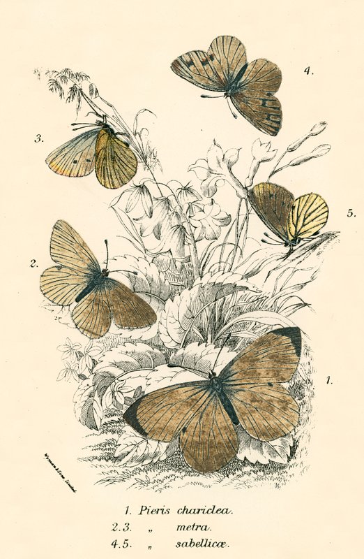 Mariposas de English School