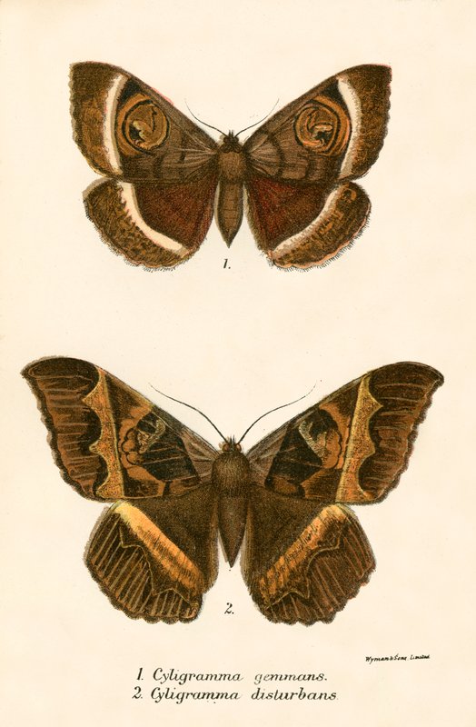 Mariposas de English School