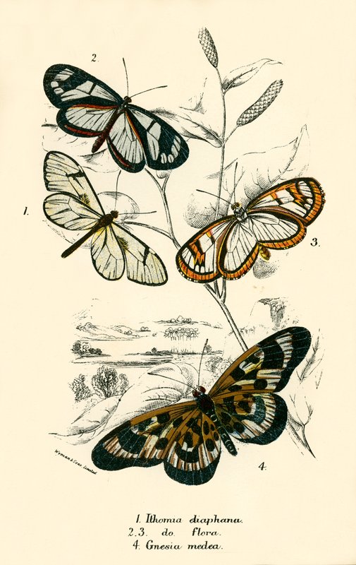 Mariposas de English School