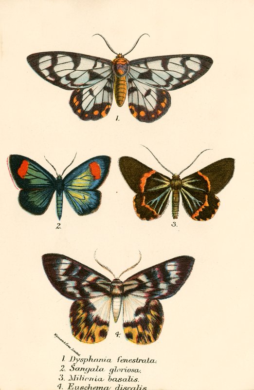 Mariposas de English School