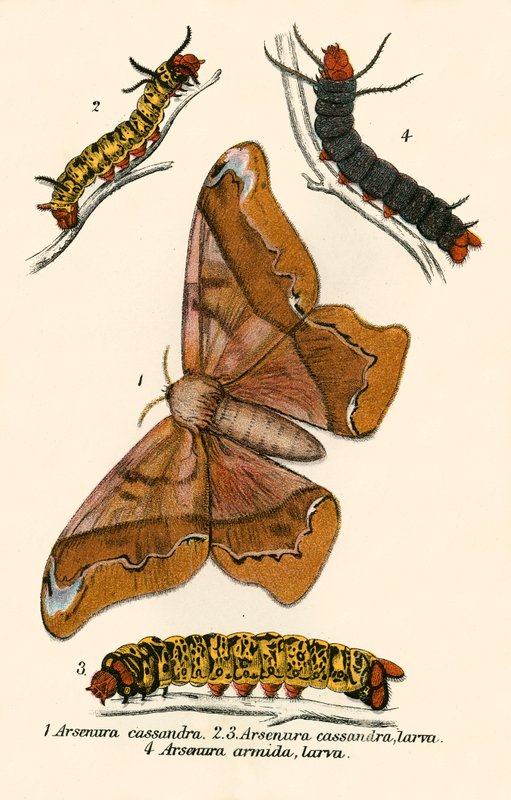 Mariposas de English School