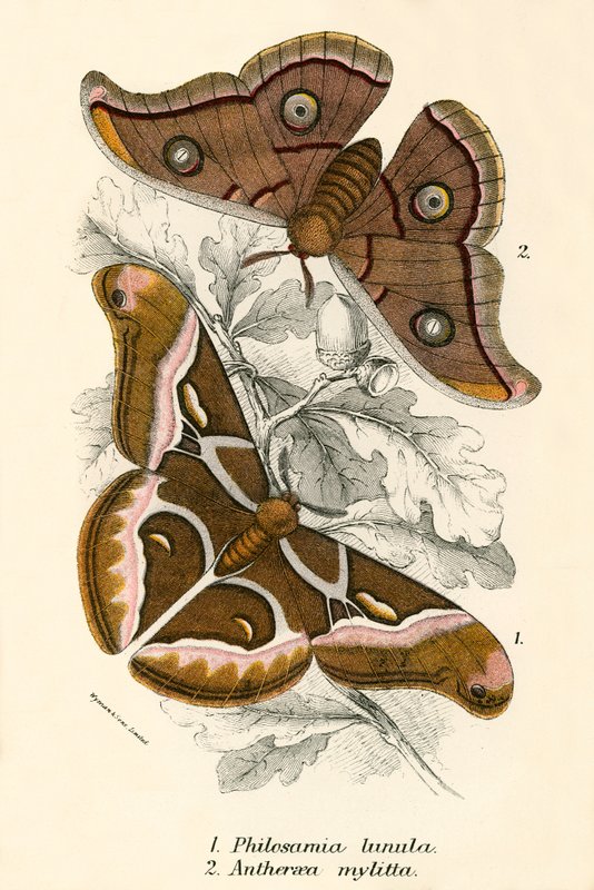Mariposas de English School