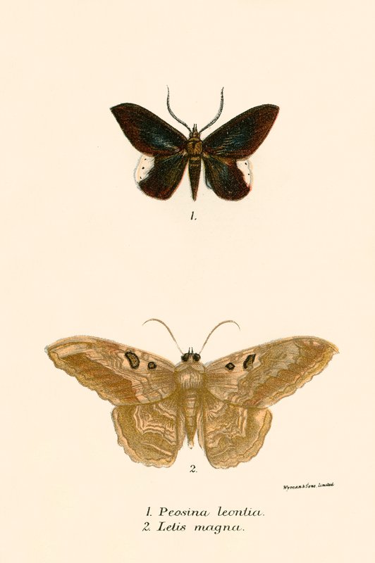 Mariposas de English School