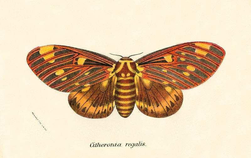 Mariposas de English School