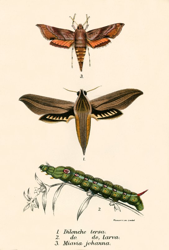 Mariposas de English School