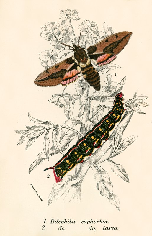 Mariposas de English School