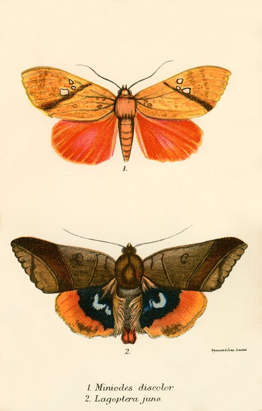 Mariposas de English School