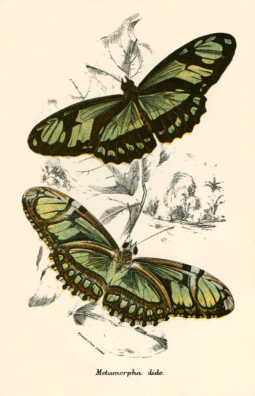 Mariposas de English School
