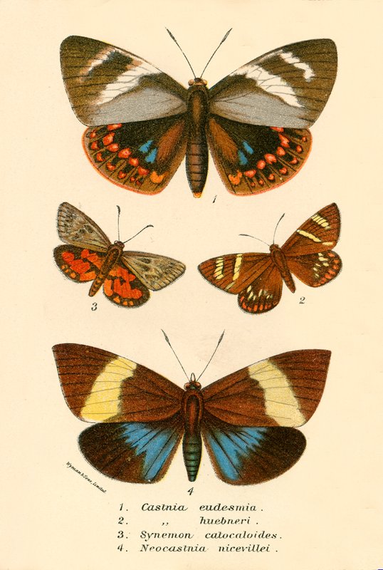 Mariposas de English School