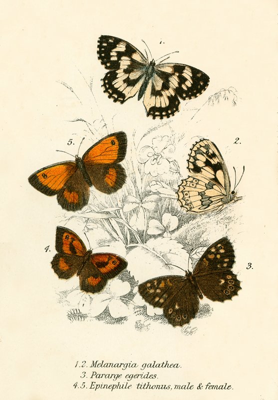 Mariposas de English School