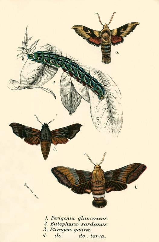 Mariposas de English School