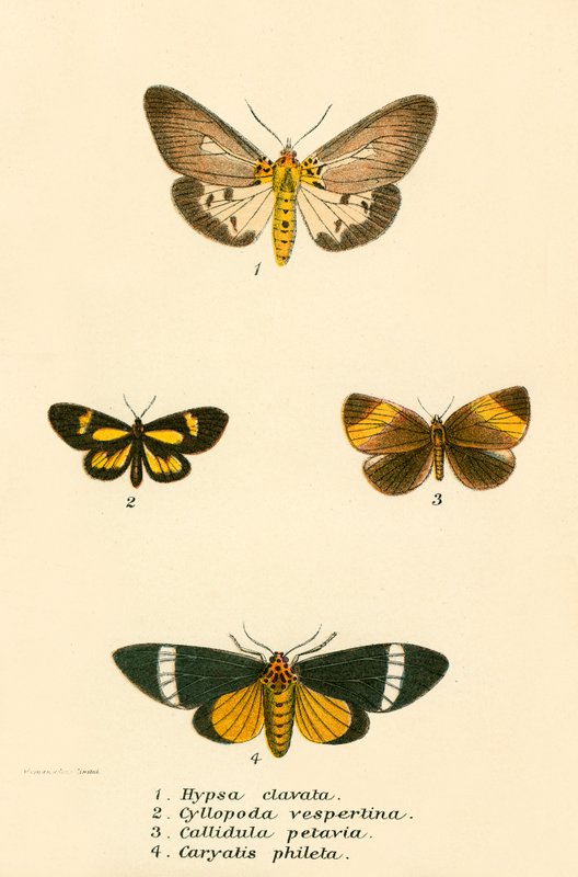 Mariposas de English School