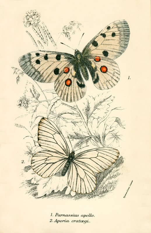 Mariposas de English School