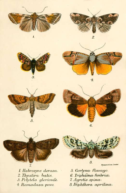 Mariposas de English School
